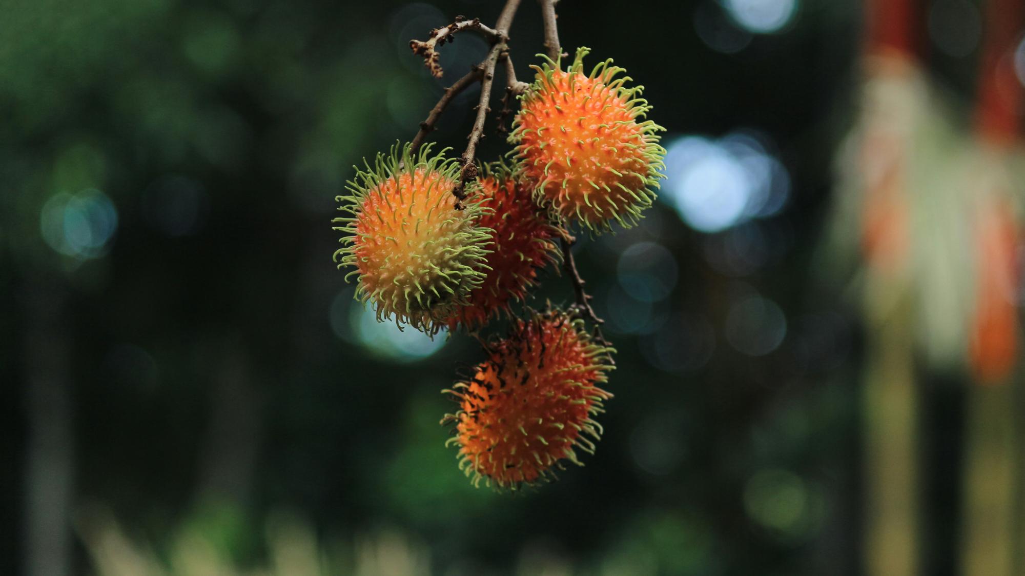 Rambutan: 15 aspetti interessanti di questo frutto esotico